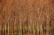 Foto: Trees Trees