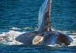 Eye of the Whale, Peninsula Valdez, Argentina