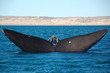 Whale's Tail, Peninsula Valdez, Argentina