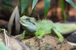 lizard