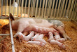 Nursing Pig Nursing Pig