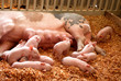 Feeding Time Feeding Time