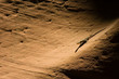 Shadow Lizard