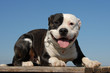 joyeux pit bull