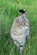 gatto