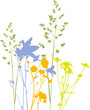 Four Field flowers, herbs and plants, traced, colors. Isolated Four Field flowers, herbs and plants, traced, colors. Isolated