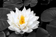 Lotus Beauty
