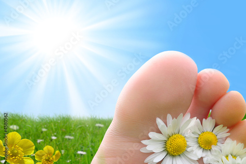 Photo: pied paquerette soleil vacances pied paquerette soleil vacances