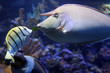 Whitemargin Unicornfish feeding Pearly Soldierfish Whitemargin Unicornfish feeding Pearly Soldierfish