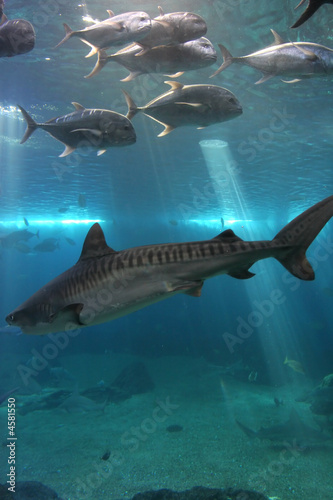 Tiger Shark and Giant Trevelly fish