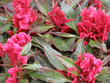 cockscomb plant