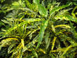 croton plant