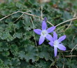 periwinkle periwinkle