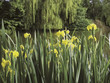 water garden