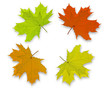 Autum Background leaves Autum Background leaves
