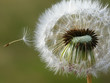 dandelion seed