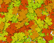 Autum Background Autum Background