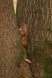 Squirrel sitting between trees' trunks