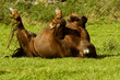 Cheval