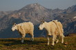 Wild Mountain Goats, Beartooth Mountains, Montana, USA