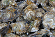 Fresh Oysters at fish market Fresh Oysters at fish market