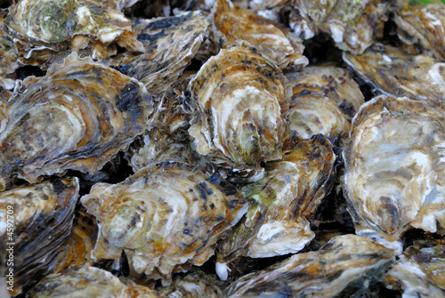 Fresh Oysters at fish market Fresh Oysters at fish market