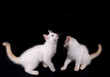 White kittens
