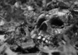 close-up of eerie skull buried in dead leaves