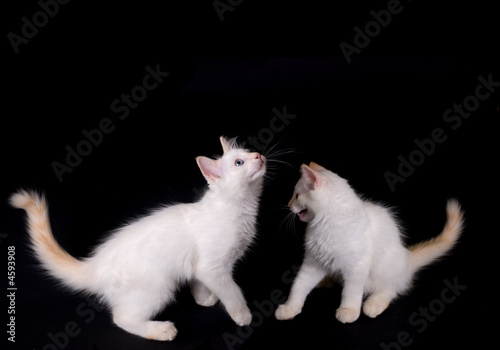 Photo: White kittens White kittens