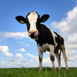 Mooh!
