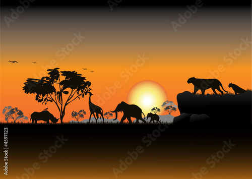 Jungle silluete Jungle silluete
