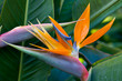 Bird of paradise