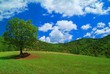 A tree in a field