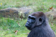 big gorilla