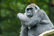 big gorilla
