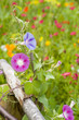 champ de fleurs 10