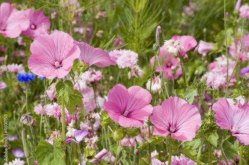 champ de fleurs 4