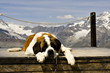 Mountain dog