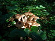 mushroom
