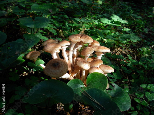 Photo: mushroom mushroom