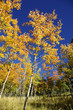 Fall 10-07 A