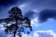 tree in sky