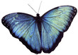blauer Morpho (Morpho peleides)