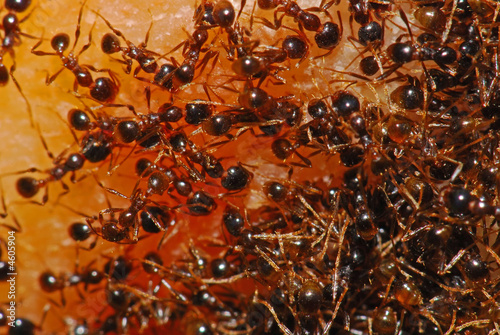red ant looking for foods in the gardens