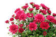 Chrysanthemum