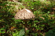pilz parasol