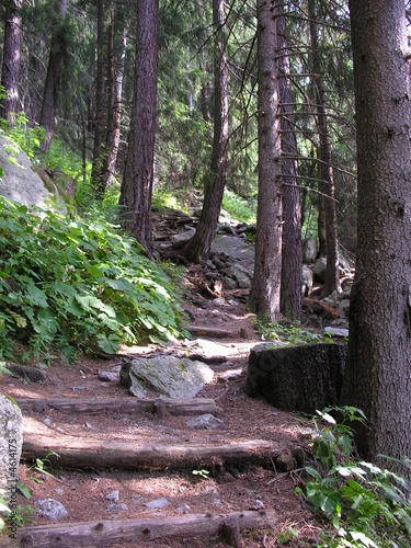 la foret
