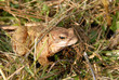 frog or toad