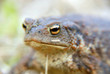 eye of frog