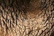 tronco de arbol